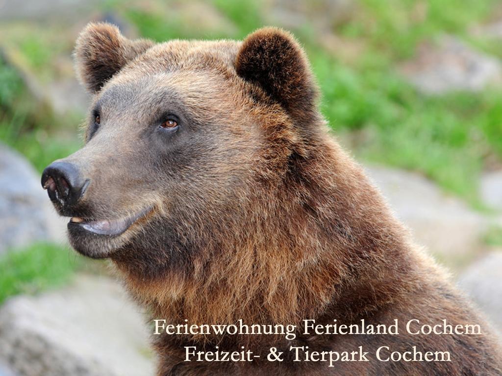 Ferienwohnungen Ferienland Cochem Бруттиг-Фанкель Экстерьер фото